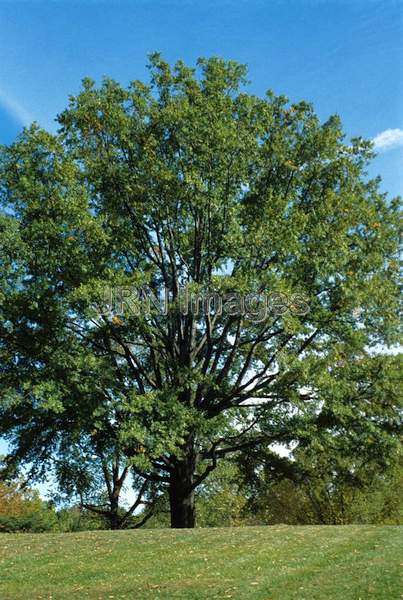 Quercus phellos