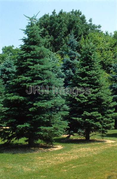 Abies concolor