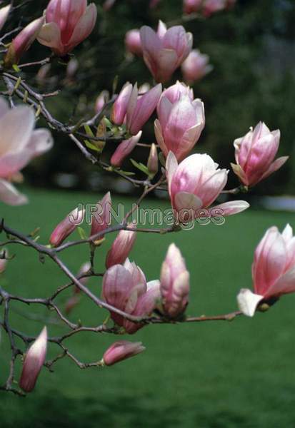 Magnolia x soulangeana