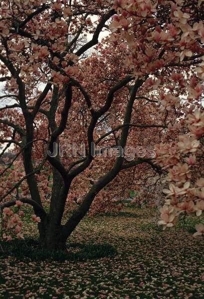 Magnolia x soulangiana