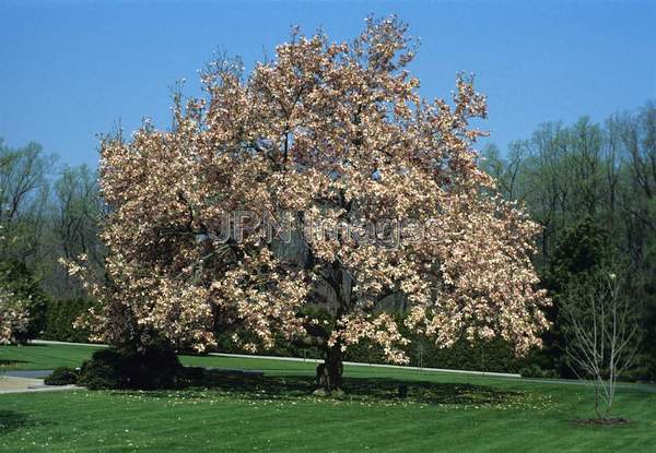 Magnolia x soulangiana