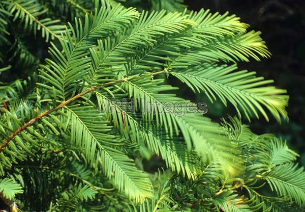 Metasequoia glyptostroboides