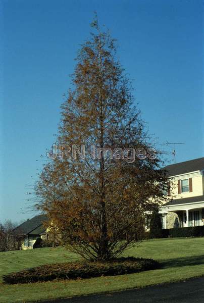 Metasequoia glyptostroboides