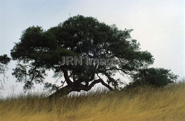 Quercus agrifolia