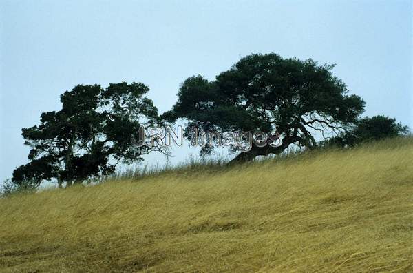 Quercus agrifolia