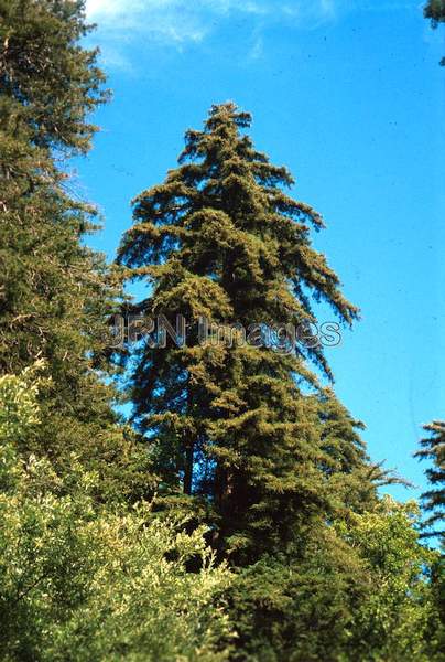 Sequoia sempervirens