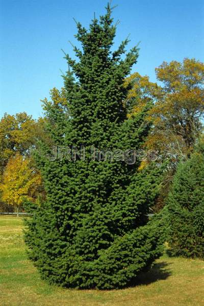 Abies balsamea