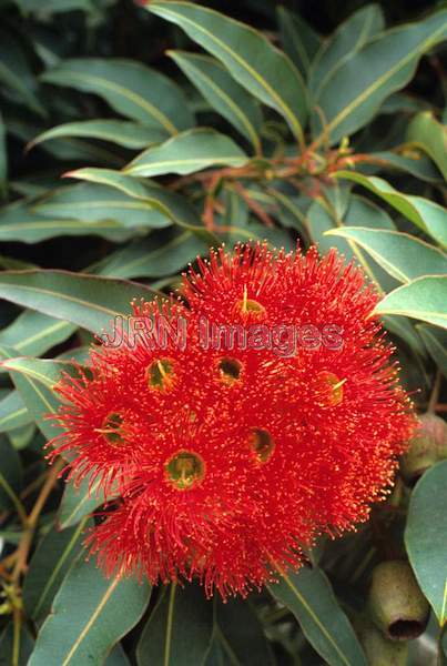 Eucalyptus ficifolia