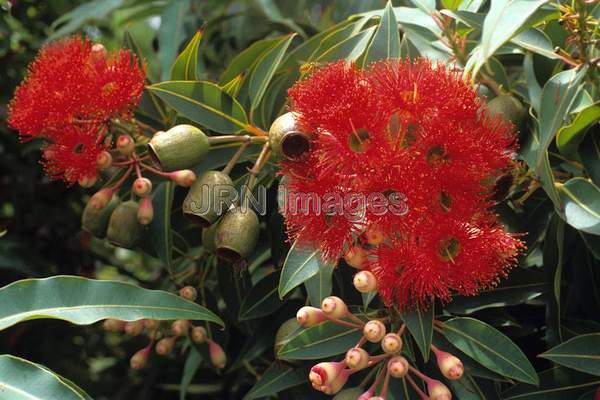 Eucalyptus ficifolia