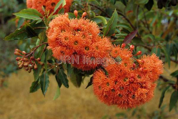 Eucalyptus ficifolia