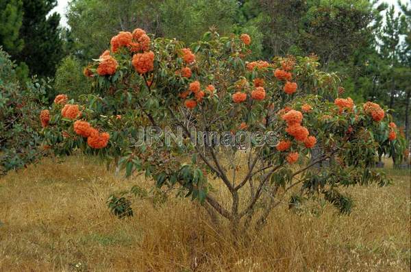 Eucalyptus ficifolia