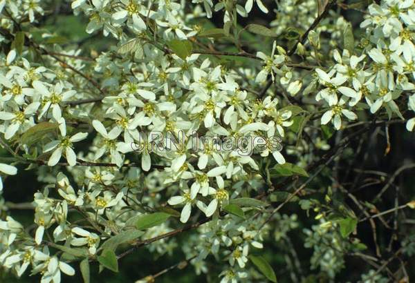 Amelanchier arborea