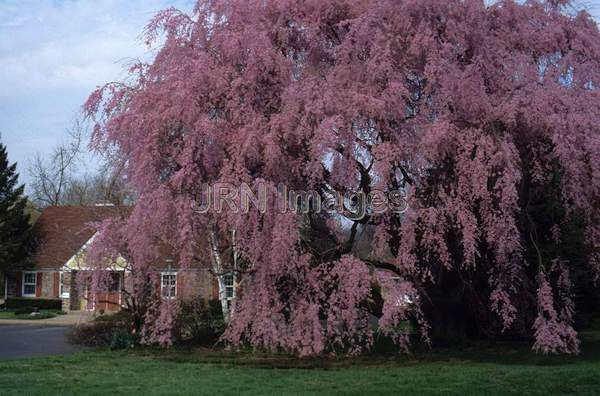 Prunus subhirtella 'Pendula'