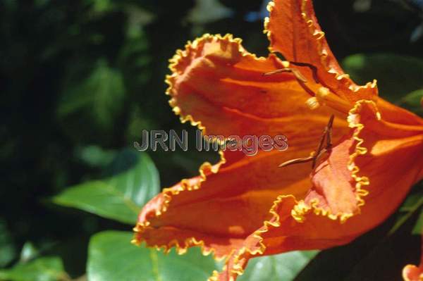 Spathodea campanulata