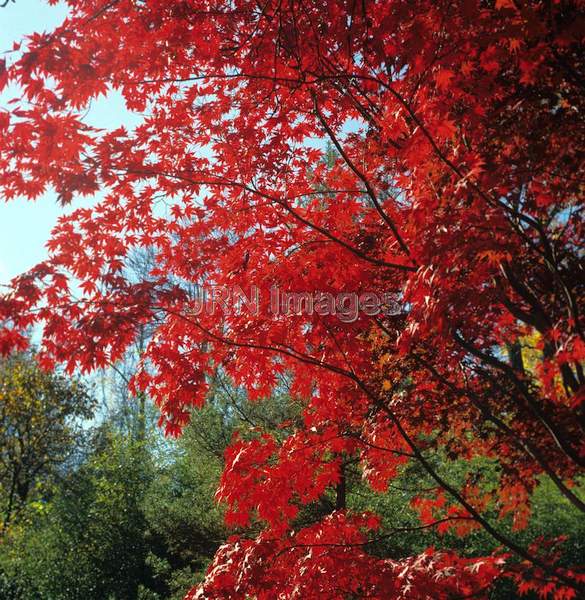 Acer palmatum