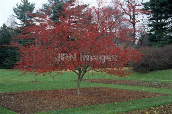 Crataegus viridis 'Winter King'