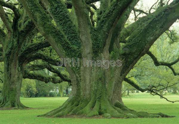 Quercus virginiana