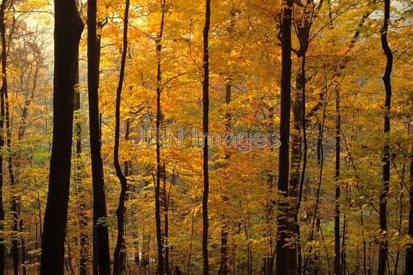 Woodland in autumn