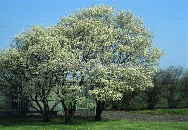 Amelanchier laevis