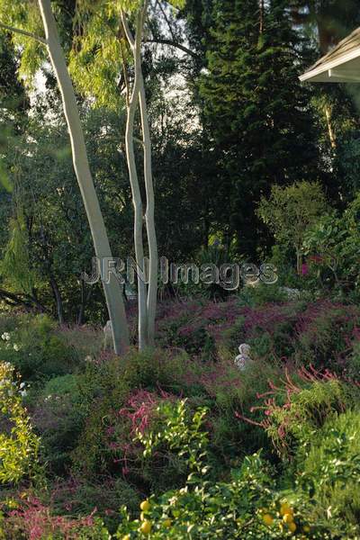 Eucalyptus citriodora