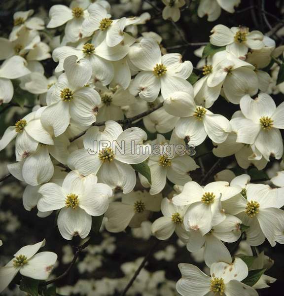 Cornus florida