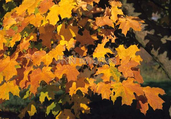 Acer platanoides