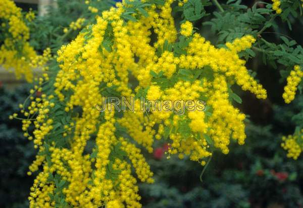 Acacia pubescens