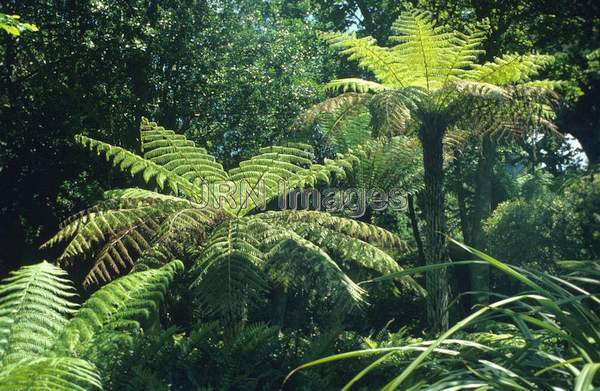 Dicksonia squarrosa