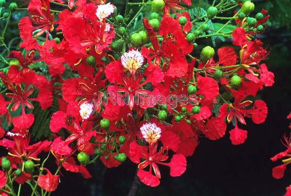 Delonix regia