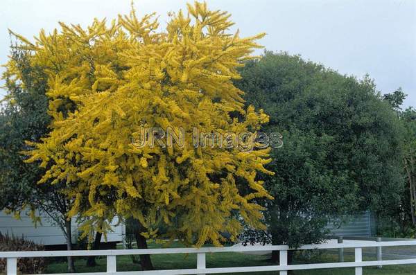 Acacia baileyana