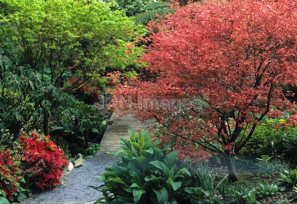 Acer palmatum 'Chishio'