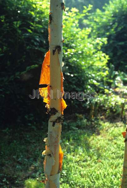 Betula nigra 'Heritage'