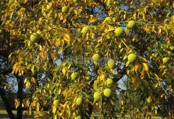 Maclura pomifera