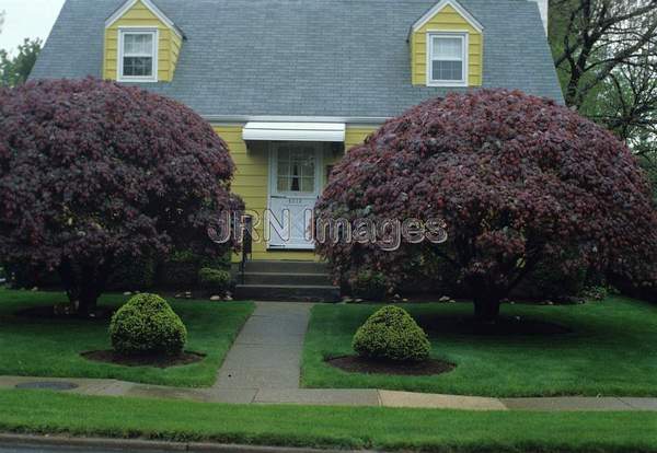 Acer palmatum 'Atropurpureum'