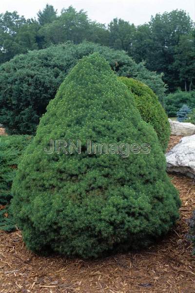 Picea glauca albertiana