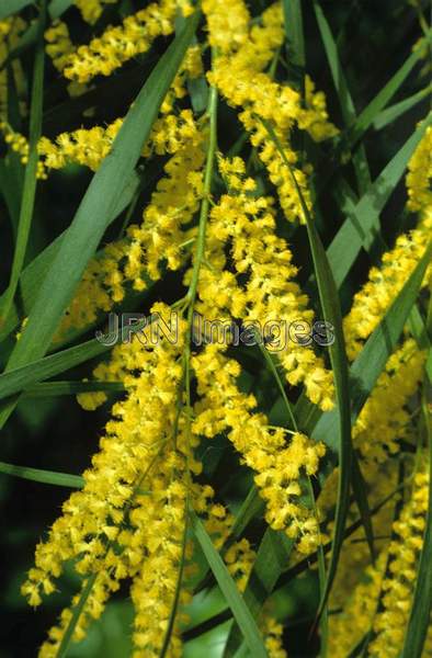 Acacia longifolia