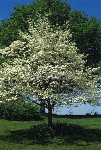 Cornus florida