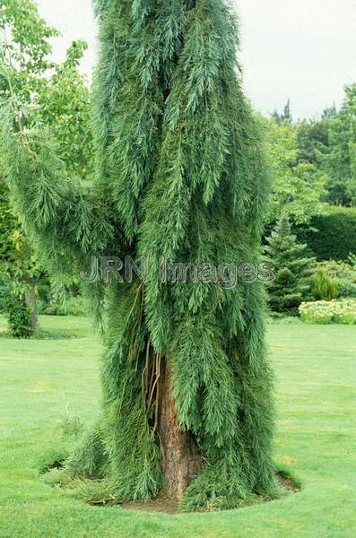 Sequoia sempervirens pendula