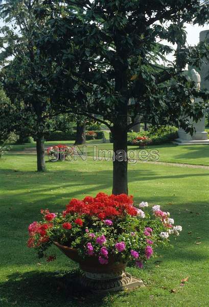 Geraniums