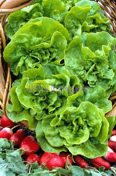 Lettuce 'Little Gem'