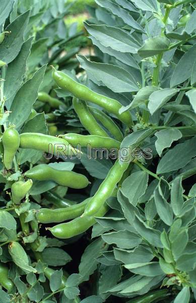 Broad bean