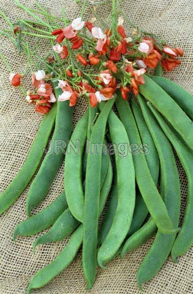 Pole bean 'Painted Lady'