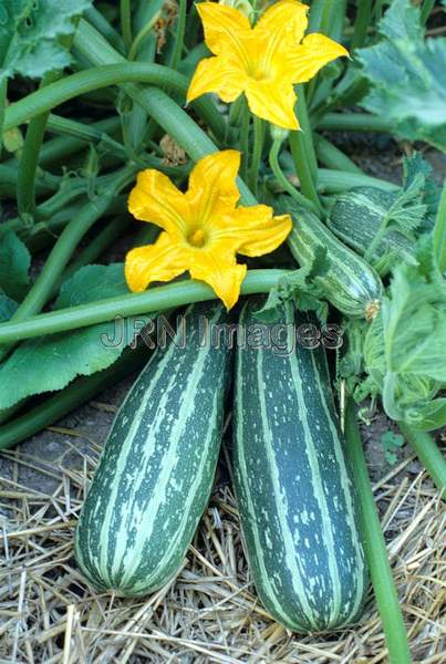 Squash 'Long Green Stripe'