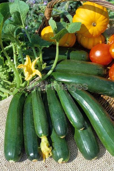 Zucchini squash 'Ambassador'