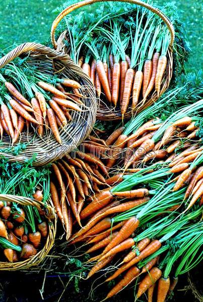 Carrot 'Royal Chantenay'