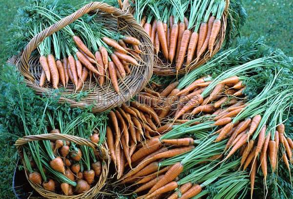 Carrot 'Royal Chantenay'