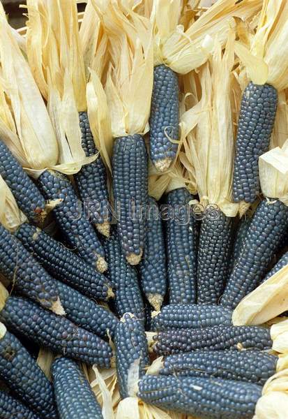 Ornamental corn 'Mini Blue'