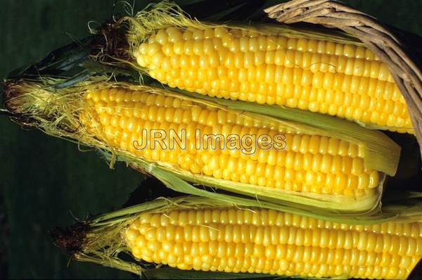 Sweet corn 'Bodacious'