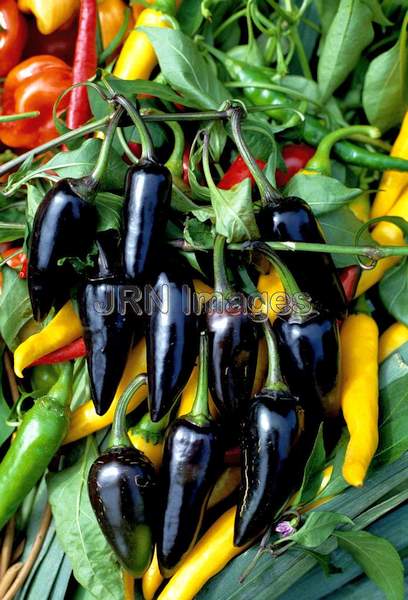 Pepper 'Czeck Black'