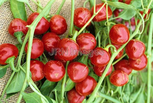 Pepper 'Sweet Cherry'